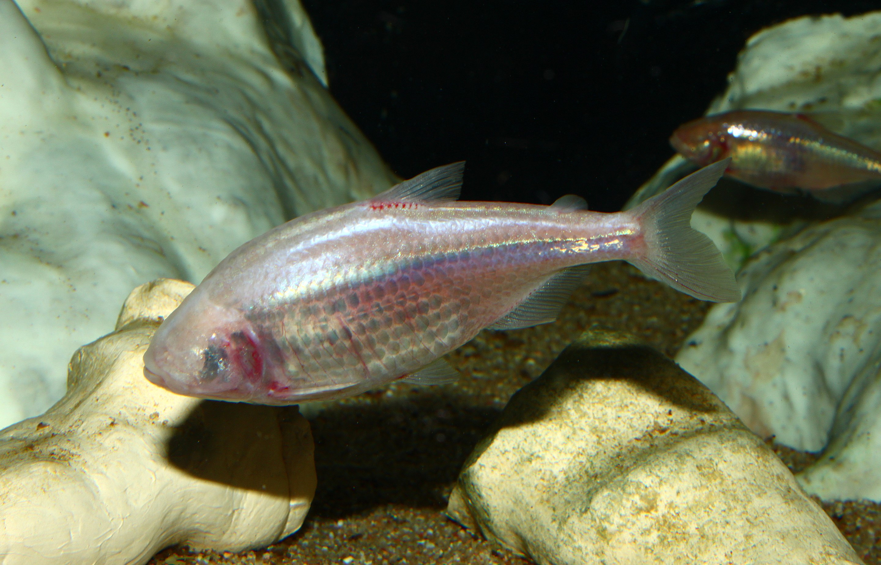 Blind cavefish