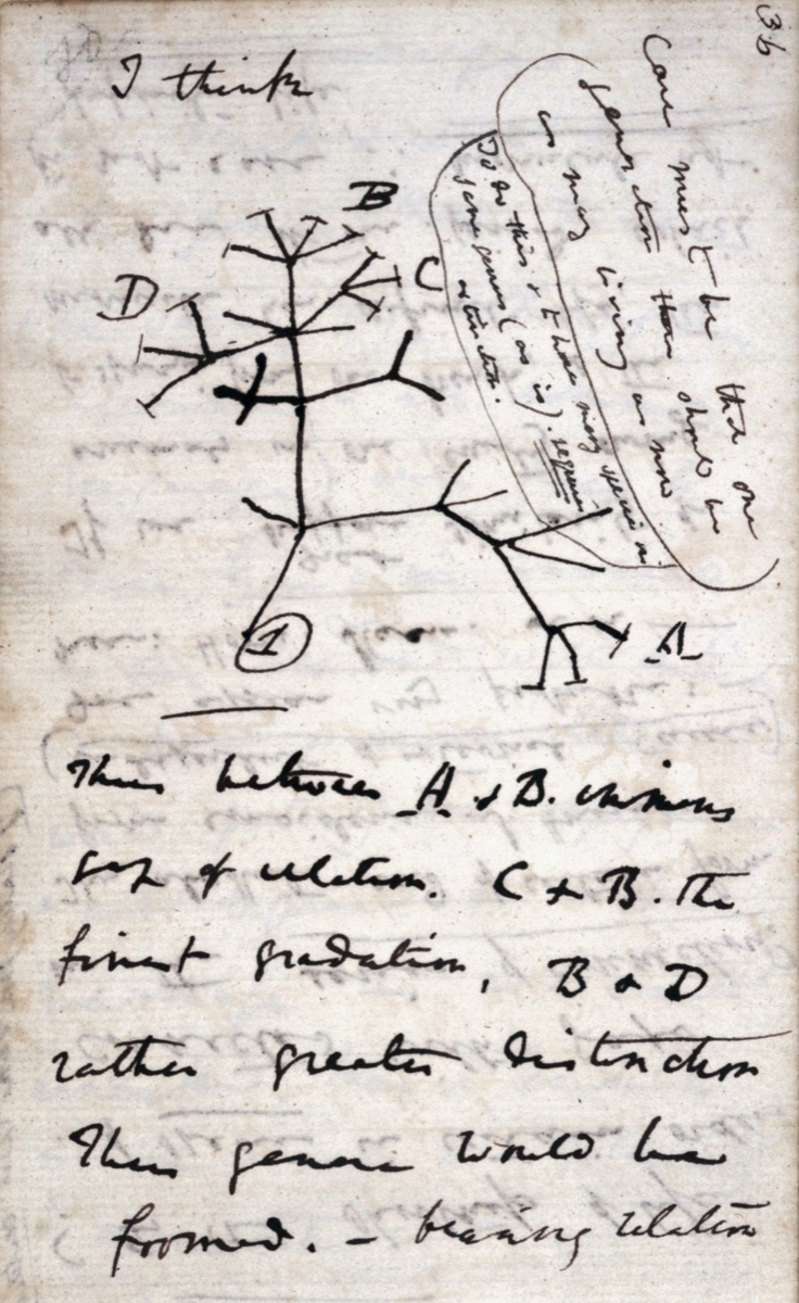 Darwin's 1837 tree of life sketch from his notebook